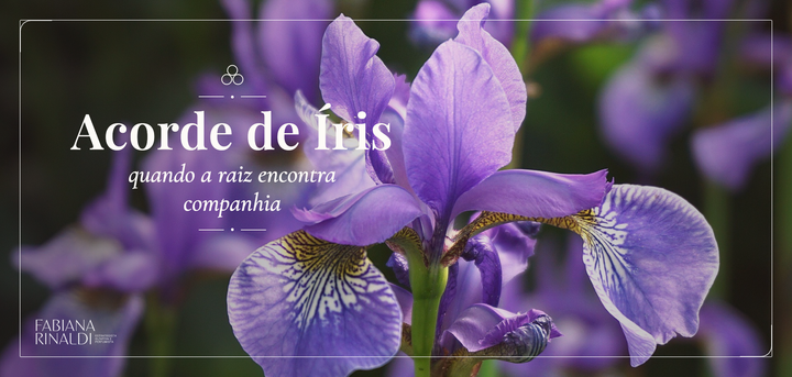 Acorde de Íris — Raiz Aveludada