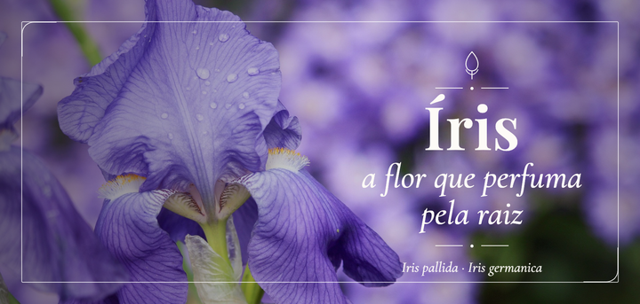 Íris — a flor que perfuma pela raiz